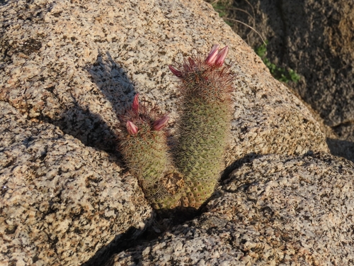 Cochemiea fraileana