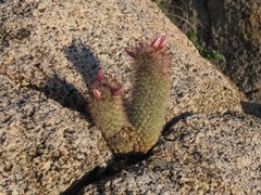 Cochemiea fraileana