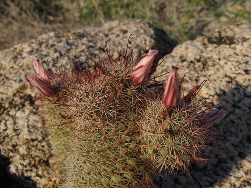 Cochemiea fraileana, photograph 1