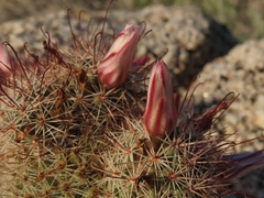 Cochemiea fraileana, photograph (c) Abraham Sánchez Romero, some rights reserved (CC BY)