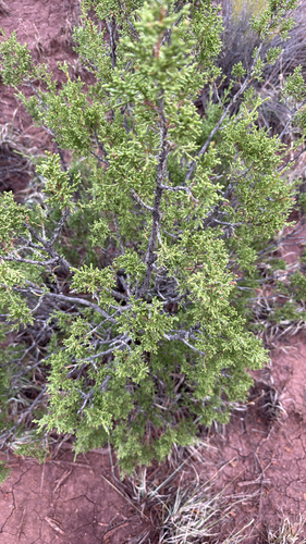 One-seed Juniper