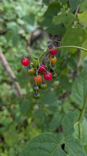 bittersweet nightshade