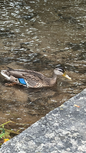 Mallard