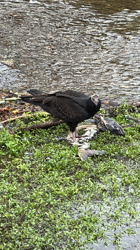 Turkey Vulture