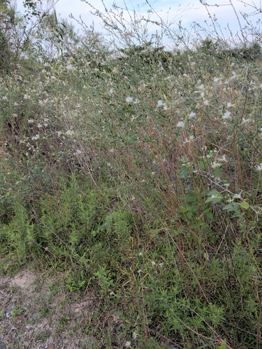 Oenothera filiformis