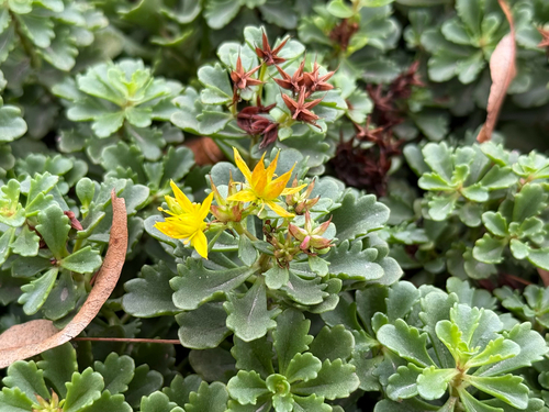 Hybrid Stonecrop