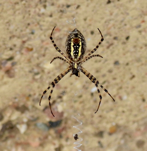 Banded Garden Spider