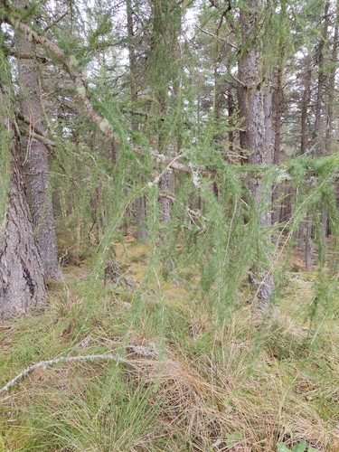Larix decidua, photograph 4