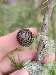 Larix decidua, photograph (c) James Cunningham, some rights reserved (CC BY)