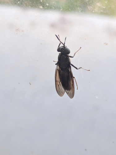 Black Soldier Fly