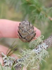 Larix decidua, photograph (c) James Cunningham, some rights reserved (CC BY)