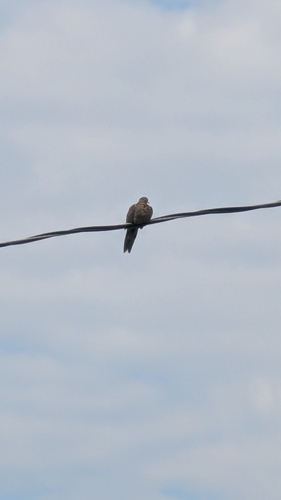 Mourning Dove