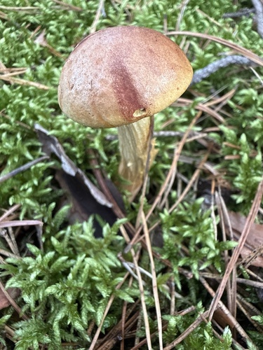 Aureoboletus projectellus