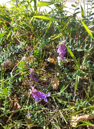 tufted vetch