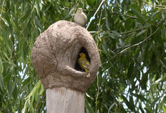 Sicalis flaveola