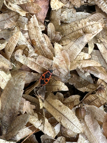 European Firebug