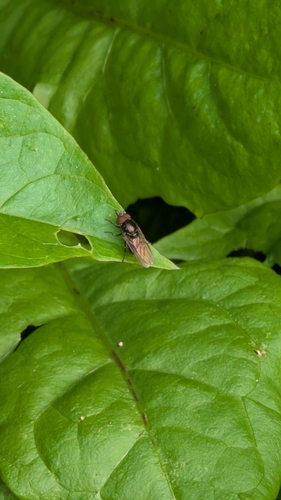 American Snout Fly