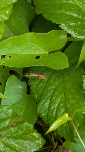 Short-winged Meadow Katydid