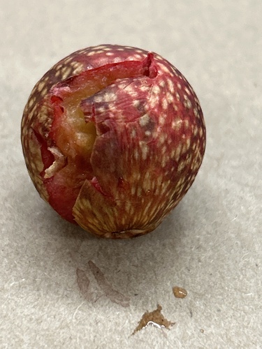 Acorn Plum Gall Wasp