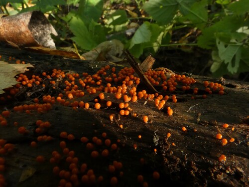 salmon-eggs