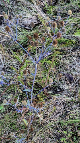 Eryngium planum, photograph 6
