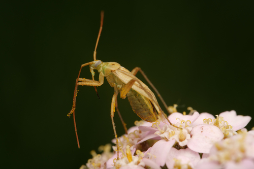 Alfalfa Plant Bug