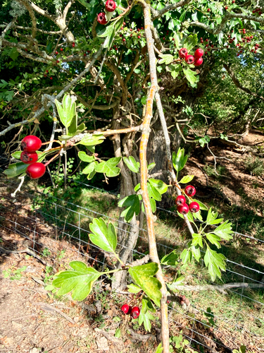 common hawthorn