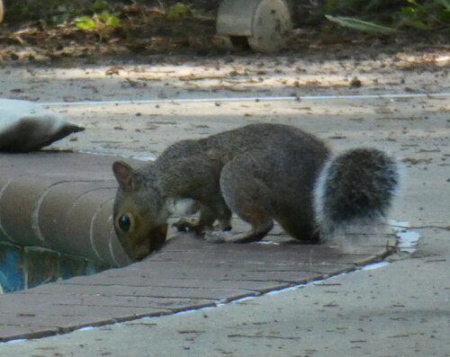 Eastern Gray Squirrel
