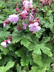 Geranium macrorrhizum