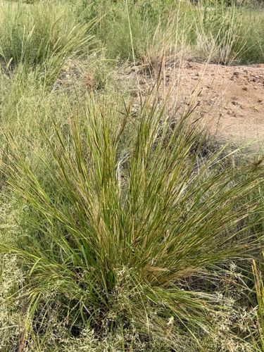 Heteropogon contortus, photograph 4