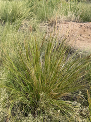 Heteropogon contortus, photograph (c) CK2AZ, some rights reserved (CC BY)