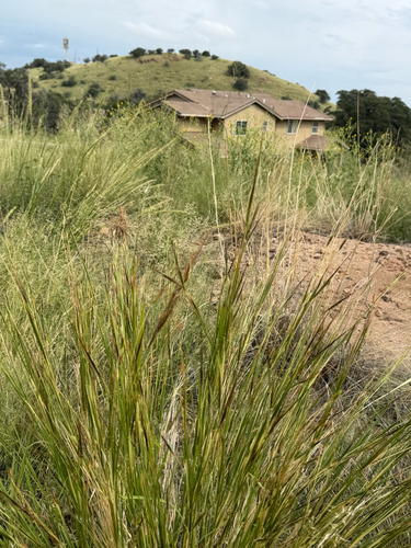 Heteropogon contortus, photograph 3