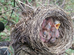 Turdus pilaris