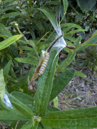 Monarch