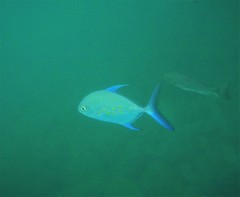 Ferdauia orthogrammus