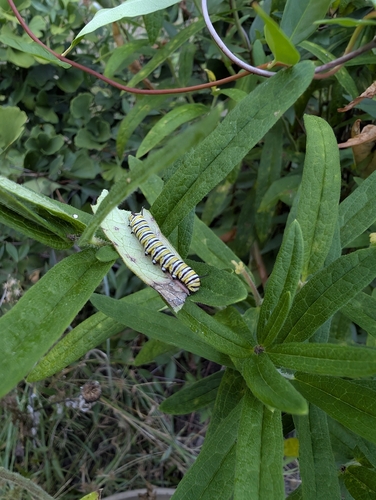 Monarch
