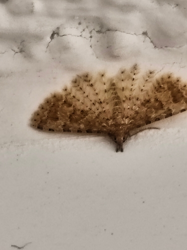 Twenty-plume Moth