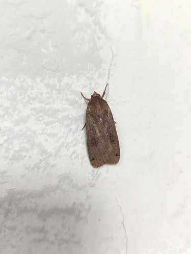 Large Yellow Underwing