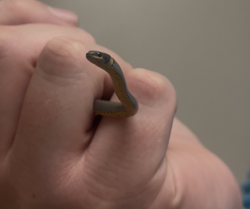 Ring-necked Snake