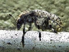 Euparius