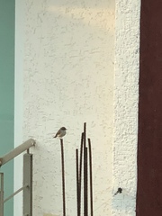 Pyrocephalus rubinus