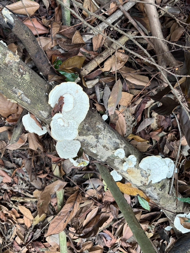 white-rot fungus