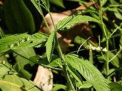 Caperonia palustris, photograph (c) Laura Clark, some rights reserved (CC BY)