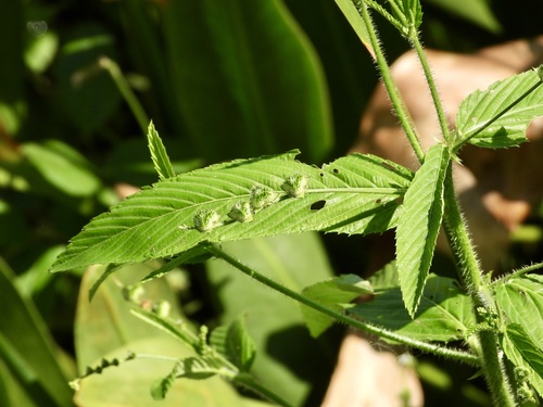 Caperonia palustris, photograph 1