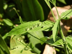 Caperonia palustris, photograph (c) Laura Clark, some rights reserved (CC BY)