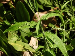 Caperonia palustris