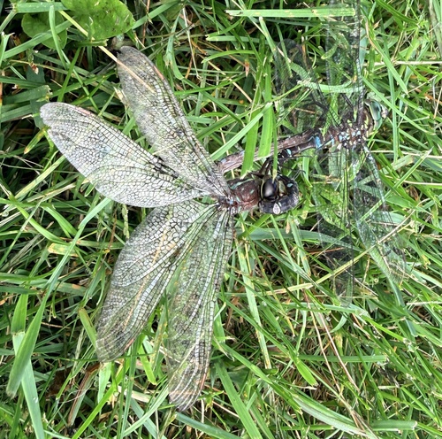 Shadow Darner