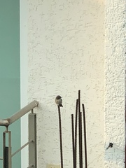 Pyrocephalus rubinus