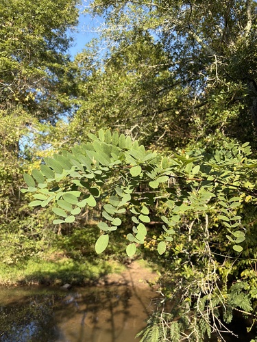 black locust