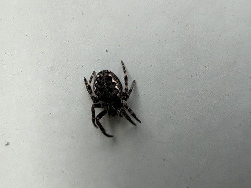 Walnut Orbweaver